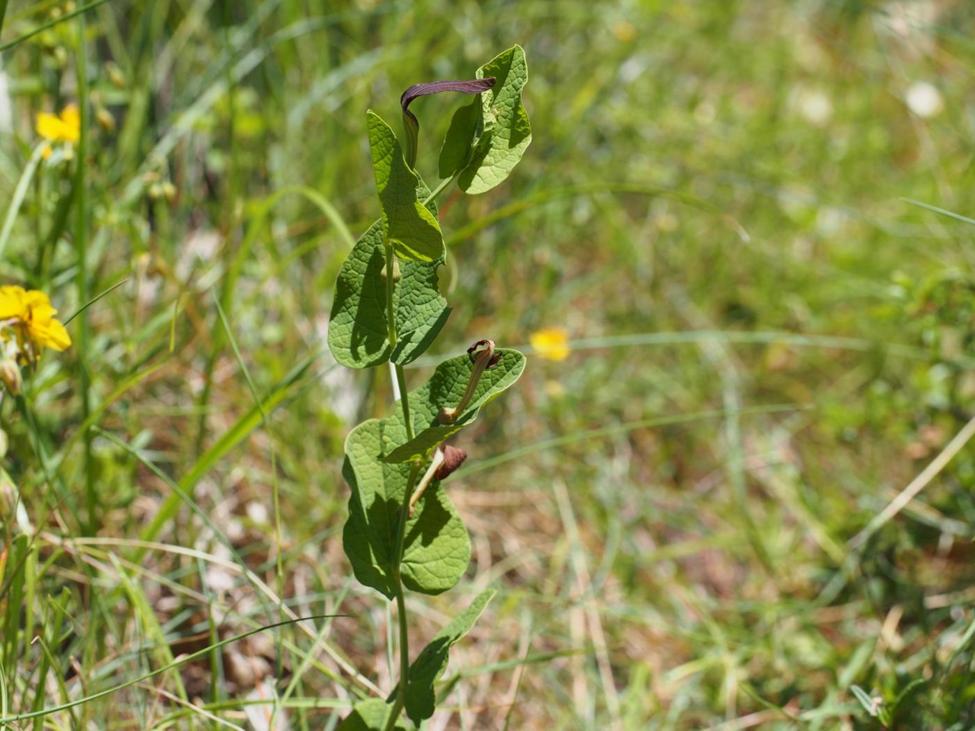 Smearwort plant